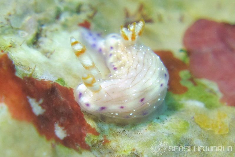 コナユキイロウミウシ Hypselodoris skyleri