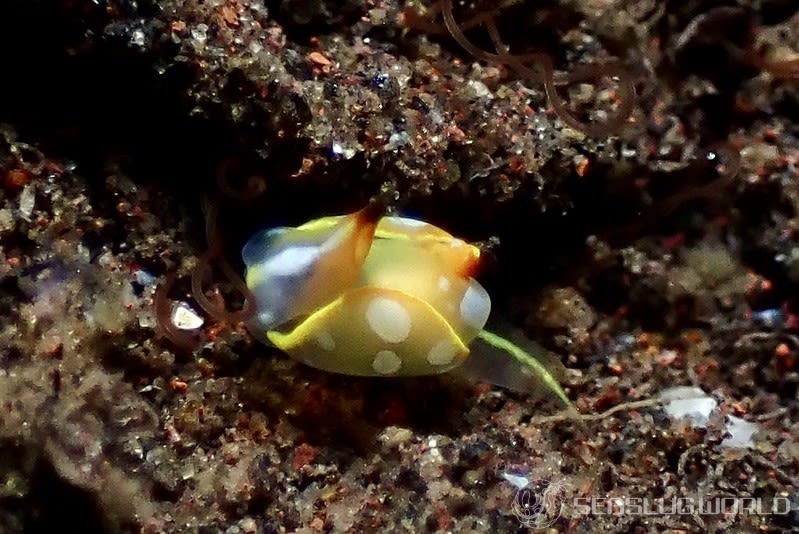 シフォプテロン・フラヴォリネアトゥム Siphopteron flavolineatum