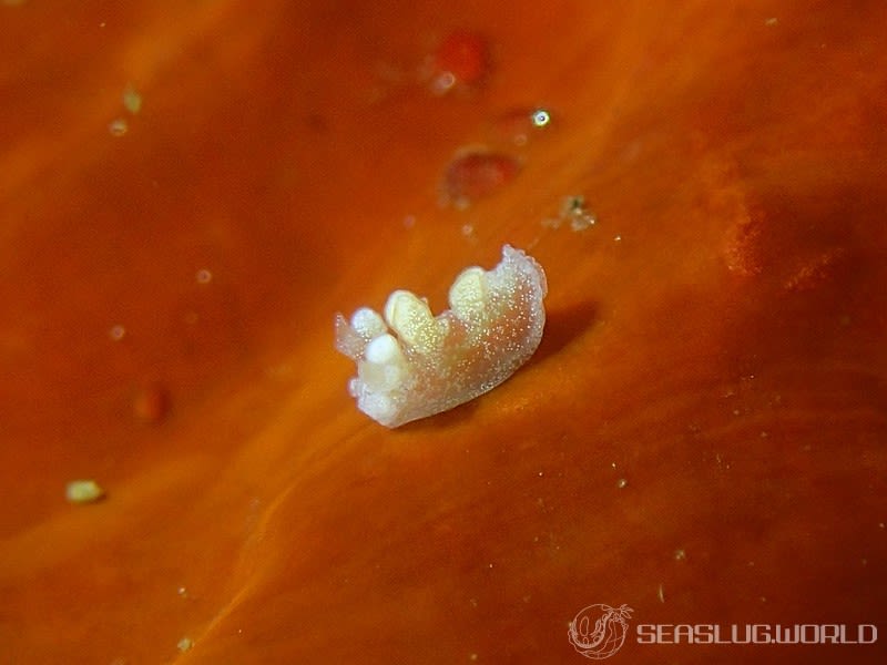 ヤマトユビウミウシ Bornella hermanni