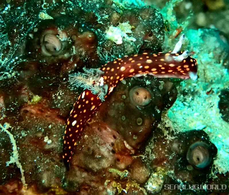 クロスジリュウグウウミウシ属の一種 3 Nembrotha sp. 3