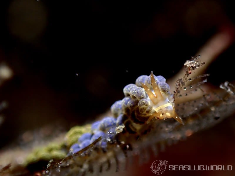 ゴシキミノウミウシ Trinchesia diversicolor