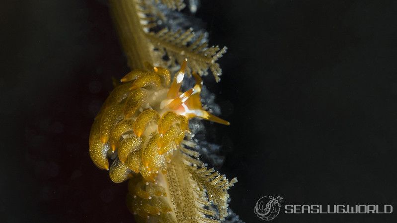 フトガヤミノウミウシ Trinchesia yamasui