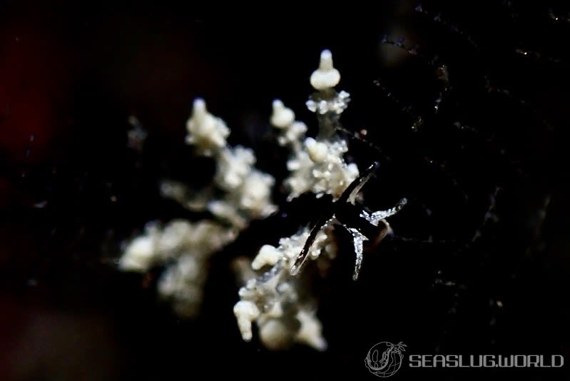 ヤマンバミノウミウシ Eubranchus putnami