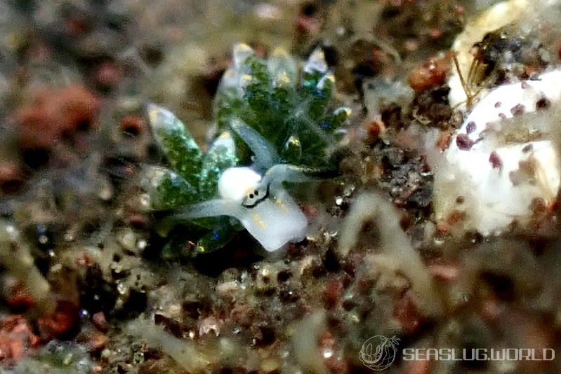 ネオンモウミウシ Costasiella fridae