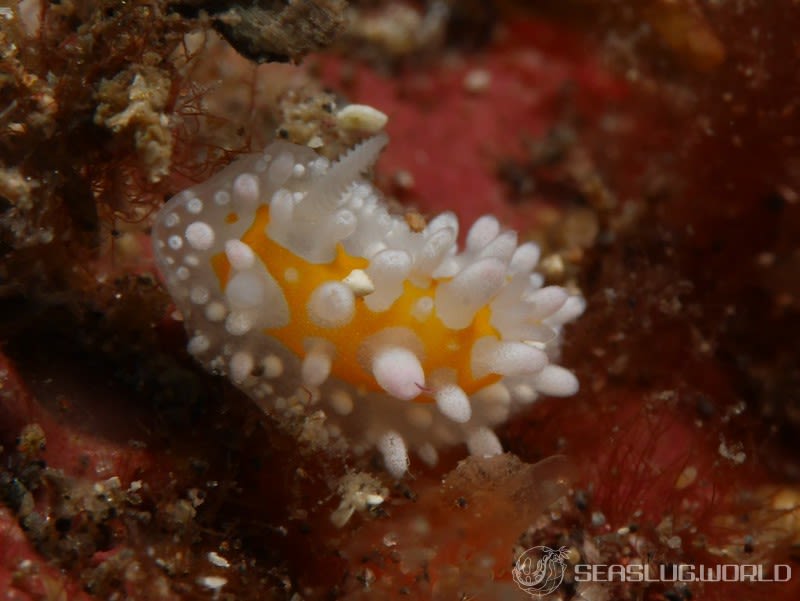 ニセイガグリウミウシ Cadlinella subornatissima