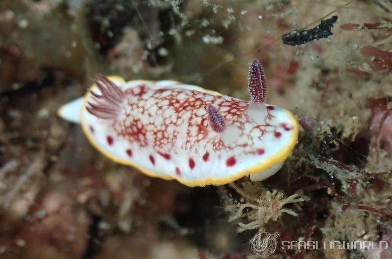 サラサウミウシ Goniobranchus sp.16