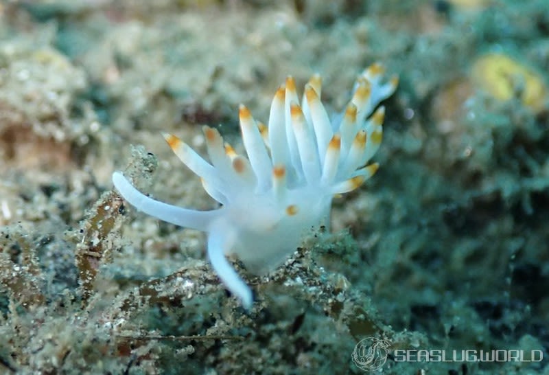 サキシマミノウミウシ Samla takashigei