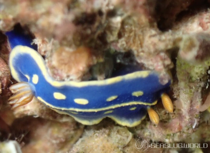 アオウミウシ Hypselodoris festiva