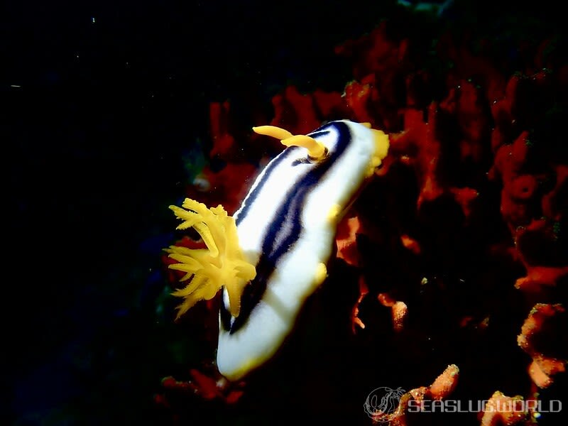 タイヘイヨウイロウミウシ Chromodoris sp. cf. africana