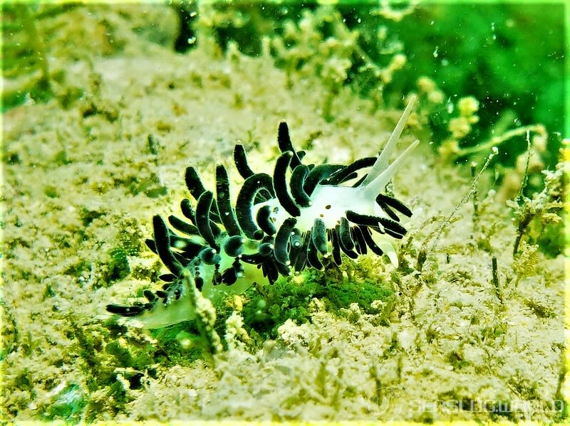 イボヤギミノウミウシ Phestilla melanobrachia