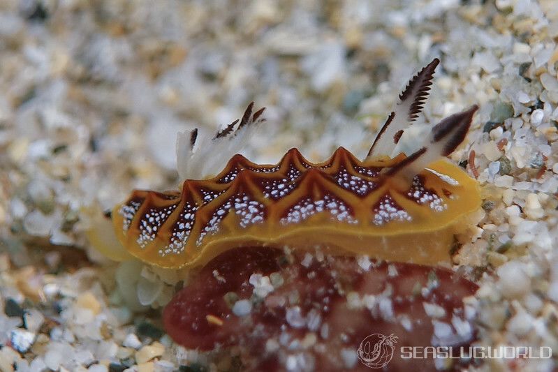 モザイクウミウシ Halgerda tessellata