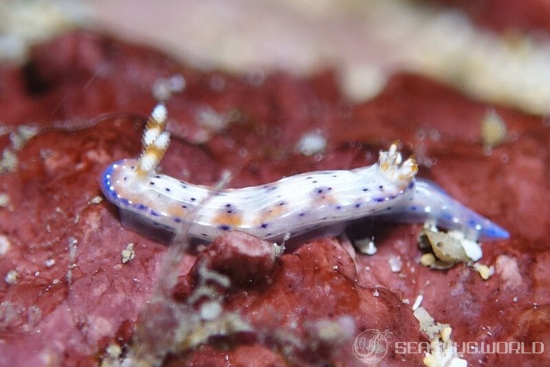 アジサイイロウミウシ Hypselodoris bertschi