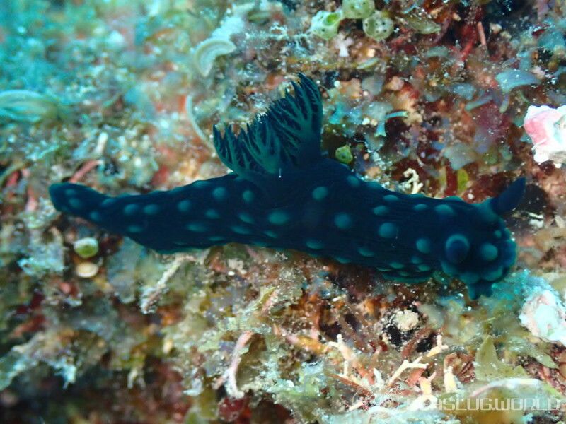 トサカリュウグウウミウシ Nembrotha cristata