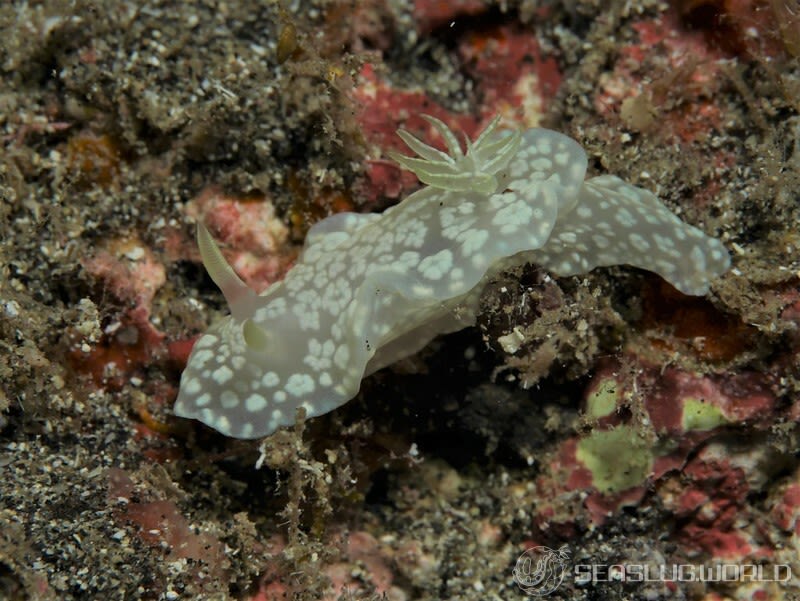 ユキドケイロウミウシ Glossodoris sp. 3