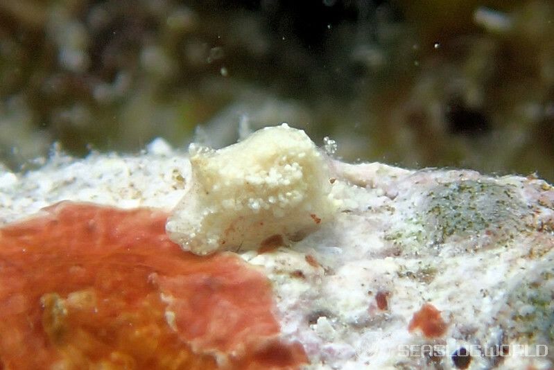 マメツブウミコチョウ Gastropteron minutum