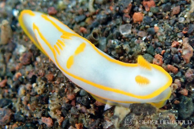 キンセンウミウシ Gymnodoris amakusana