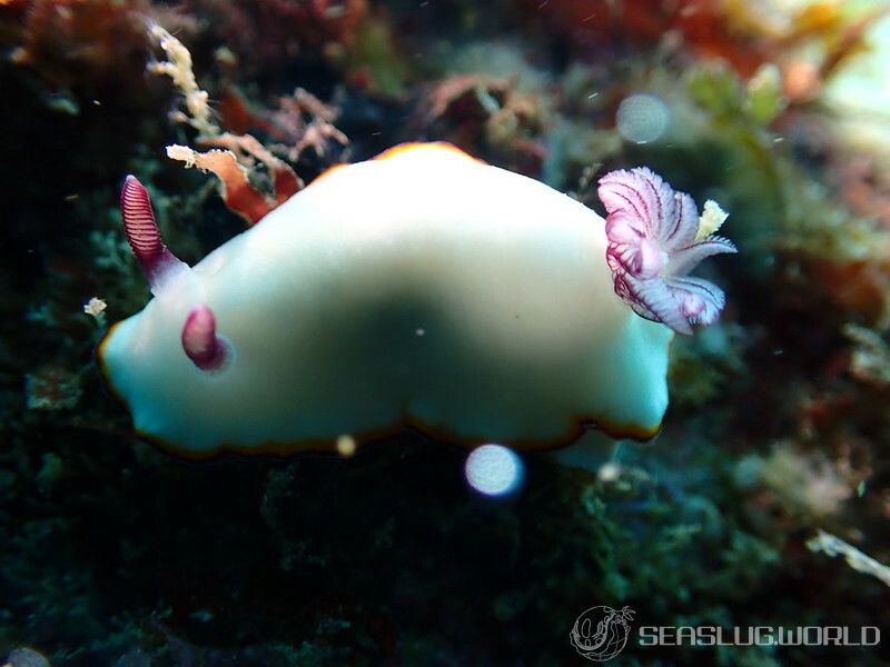 シラヒメウミウシ Goniobranchus sinensis