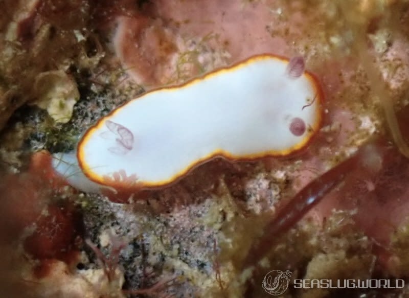 ミナミシラヒメウミウシ Goniobranchus verrieri