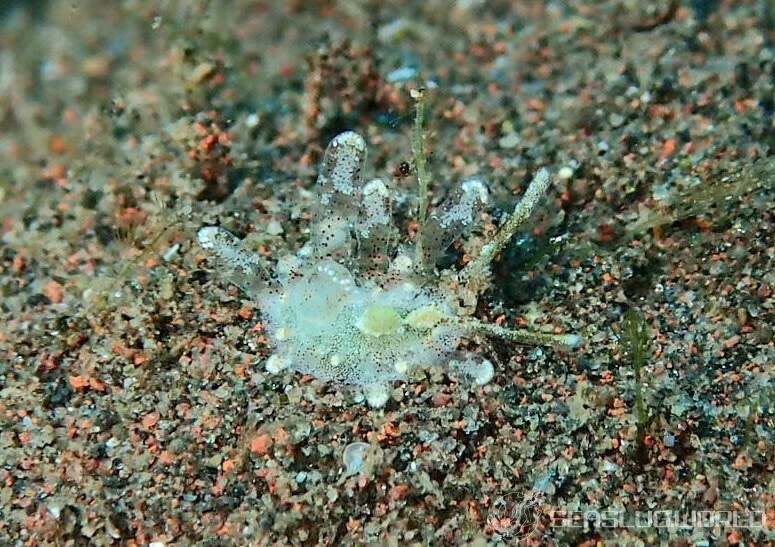 ソウゲンウミウシ Sohgenia palauensis