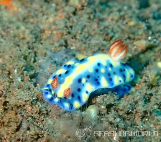 ホシゾラウミウシ Hypselodoris infucata