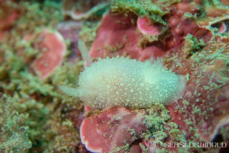 トゲウミウシ Acanthodoris pilosa