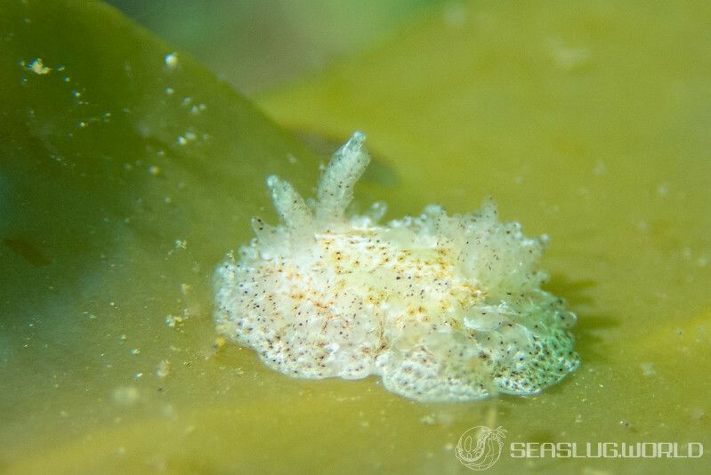 ナガヒゲイバラウミウシ Ceratodoris pilosa