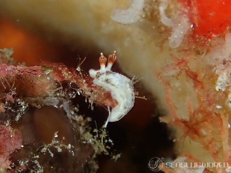 クチヒゲオトメウミウシ Dermatobranchus fortunatus