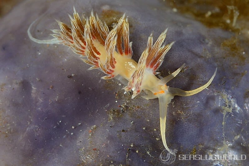 ハクセンミノウミウシ属の一種 3 Cratena sp. 3