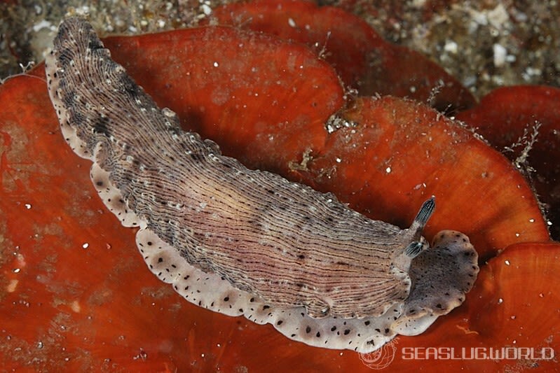 サギリオトメウミウシ Dermatobranchus semistriatus