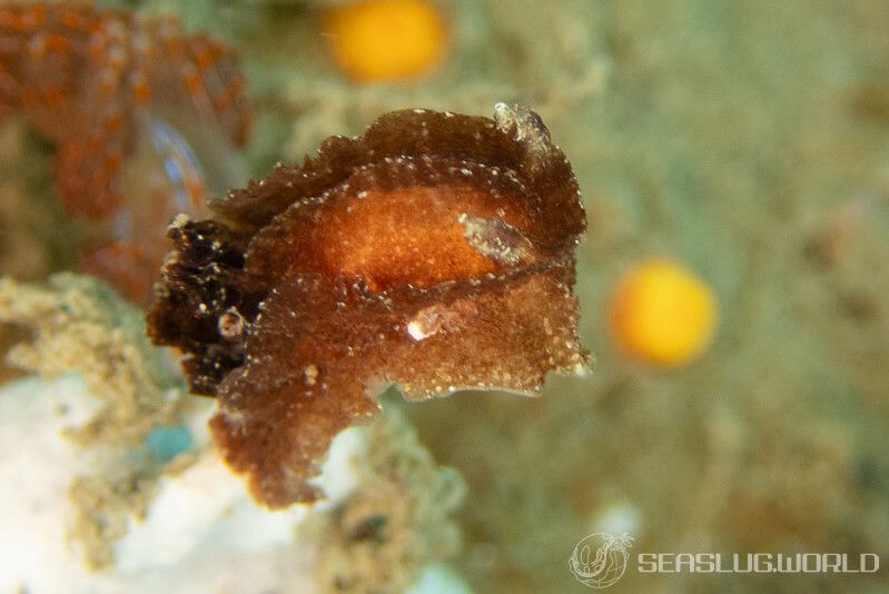 ネコジタウミウシ Pelagella castanea