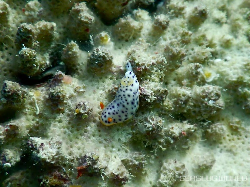 モンコウミウシ Chromodoris aspersa