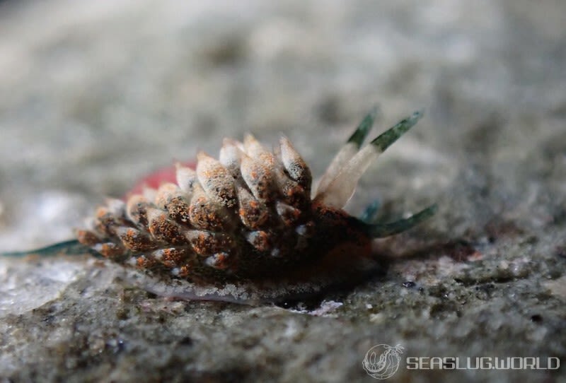 ホリミノウミウシ属の一種 14 Eubranchus sp.14