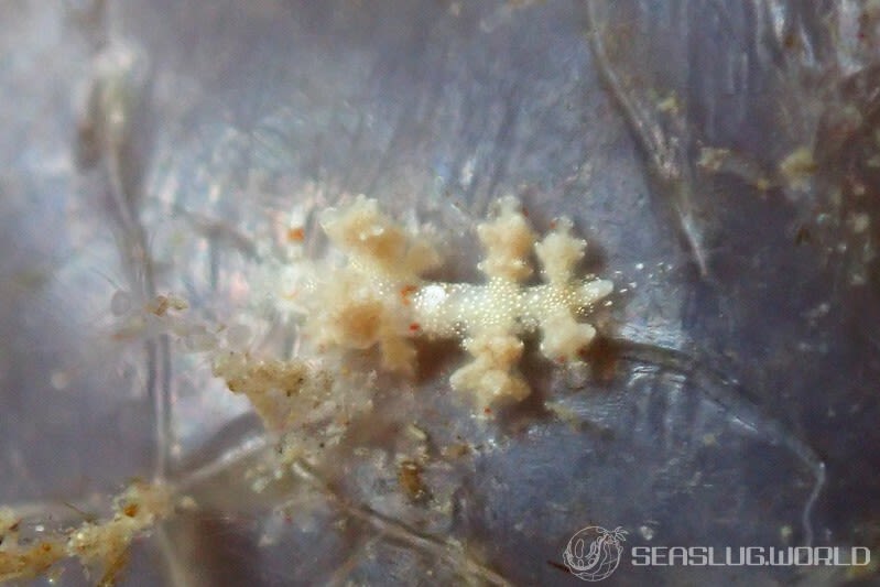 ヒョウタンミノウミウシ Eubranchus sp.10