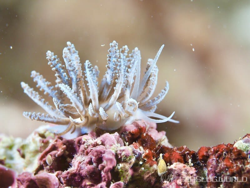 フィロデスミウム・クリプティクム Phyllodesmium crypticum