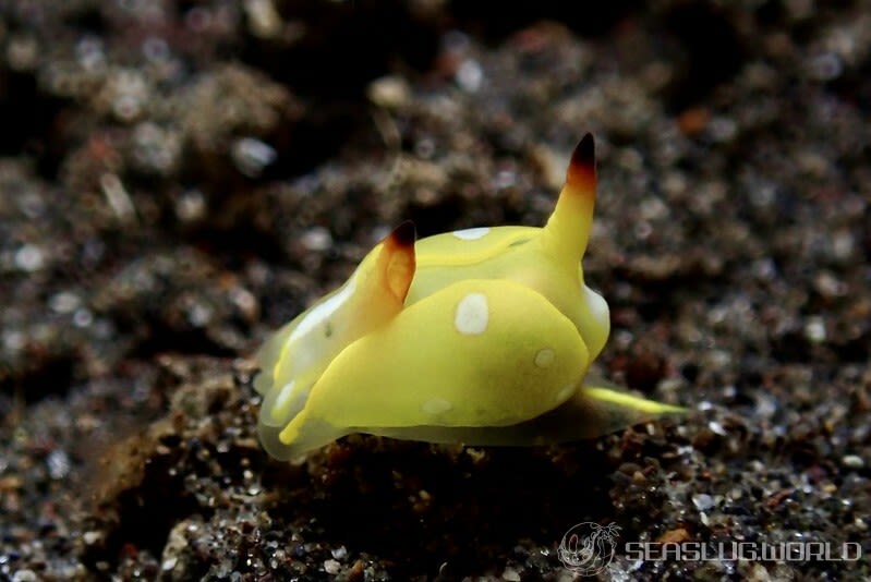 シフォプテロン・フラヴォリネアトゥム Siphopteron flavolineatum