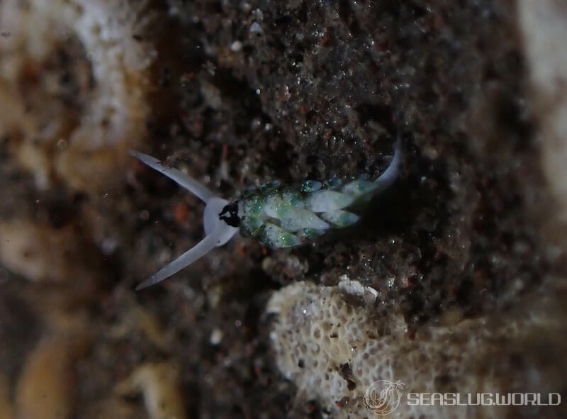 ネオンモウミウシ Costasiella fridae