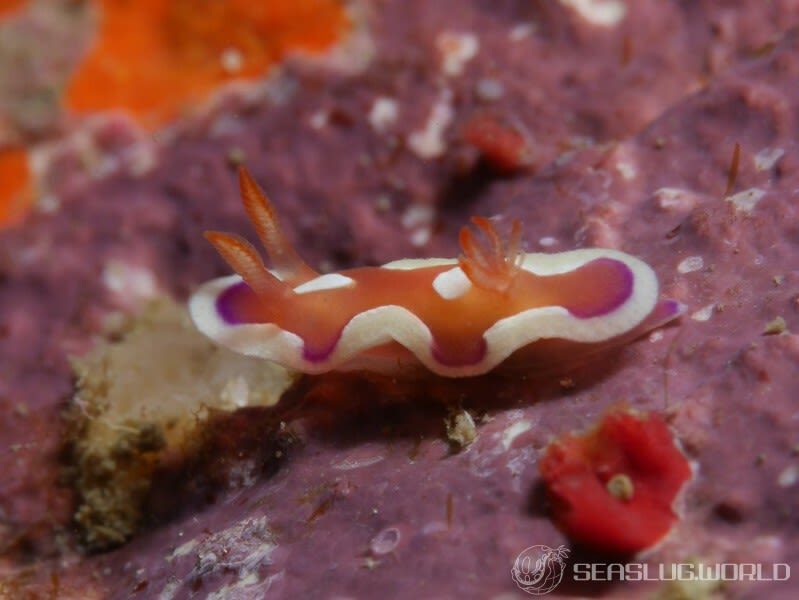 キベリアカイロウミウシ Mexichromis pusilla