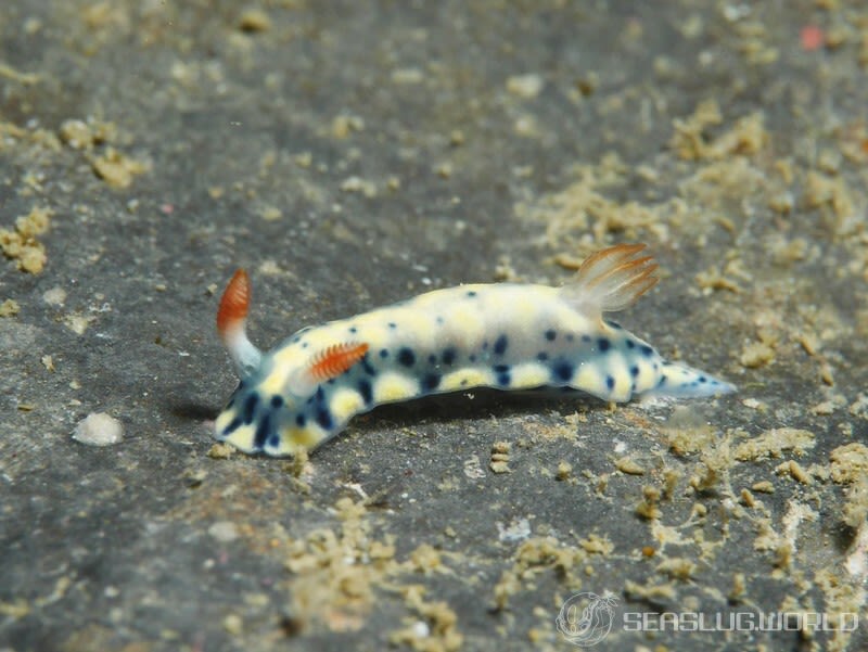 ホシゾラウミウシ Hypselodoris infucata