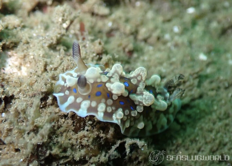 ミヤコウミウシ Dendrodoris krusensternii