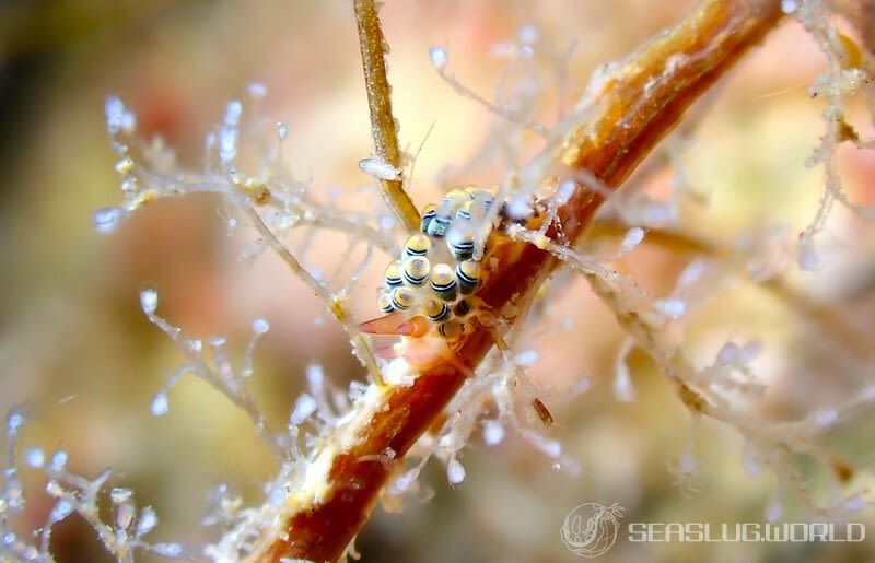 フジエラミノウミウシ属の一種 83 Trinchesia sp.83