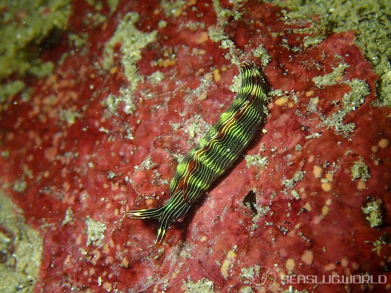 タスジミドリガイ Thuridilla gracilis