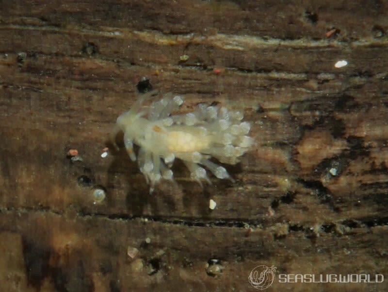 ホリミノウミウシ属の一種 16 Eubranchus sp.16