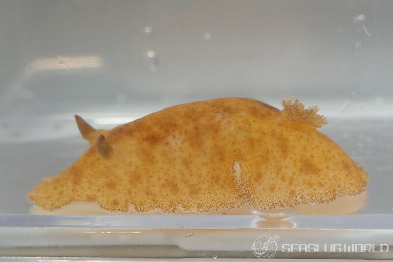 マダラクモガタウミウシ Platydoris inornata