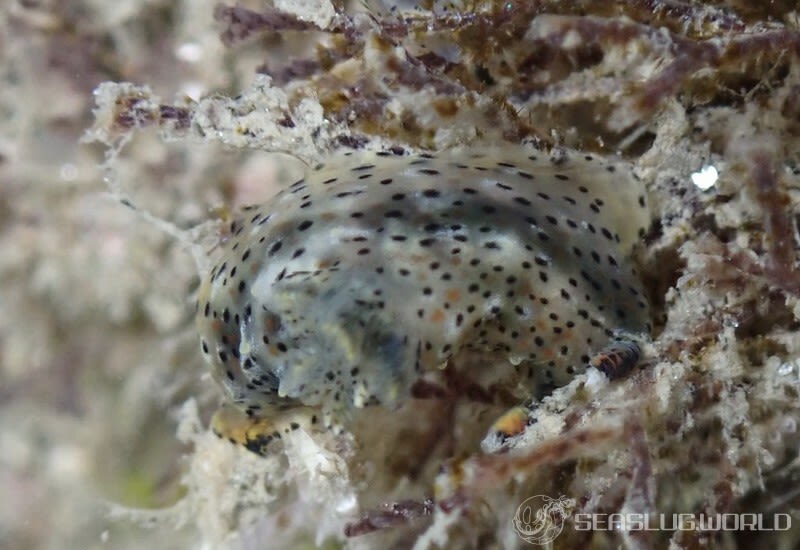 ヒカリウミウシ Plocamopherus tilesii