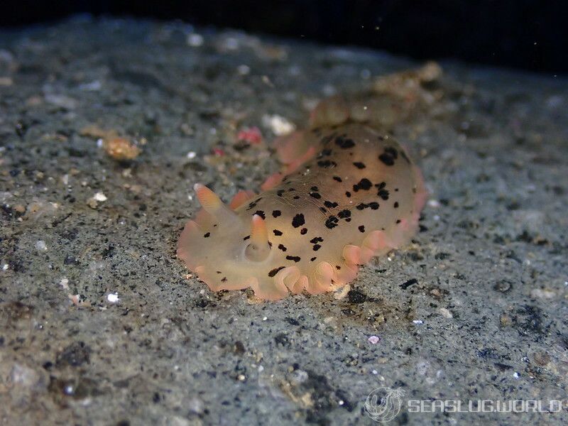 マダラウミウシ Dendrodoris fumata