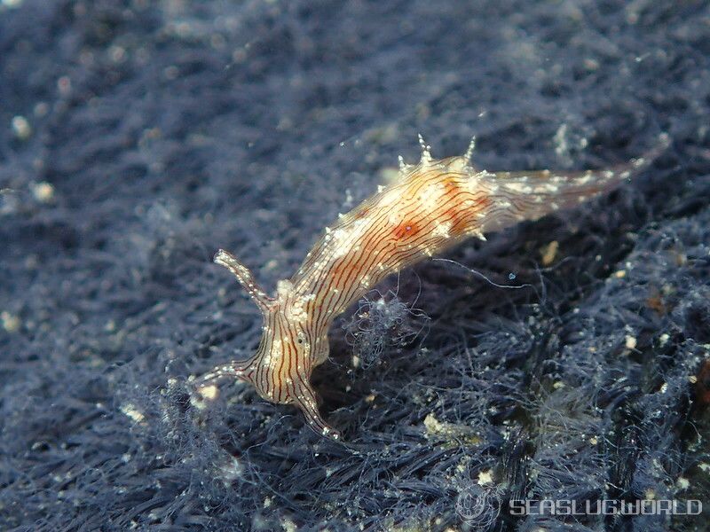 クロスジアメフラシ Stylocheilus striatus