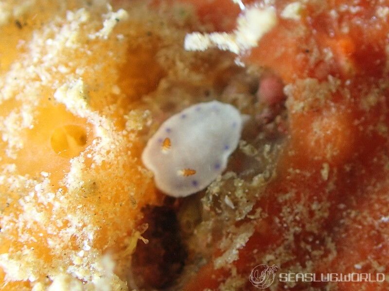 アオウミウシ属の一種 6 Hypselodoris sp. 6