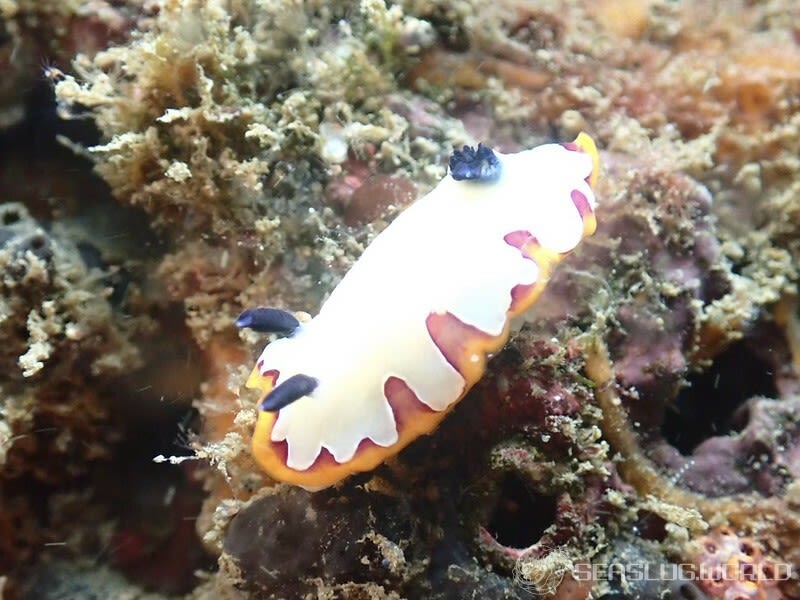 フジナミウミウシ Goniobranchus fidelis