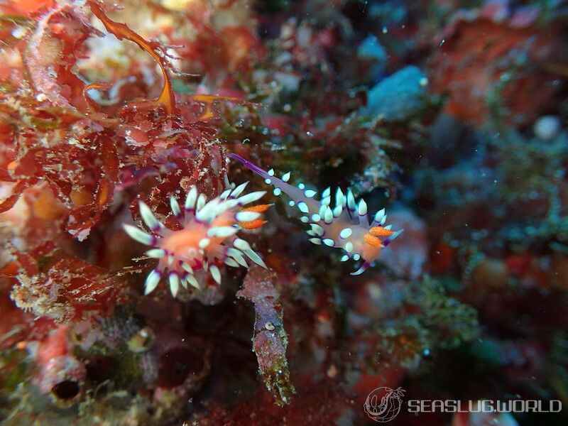 アデヤカミノウミウシ Coryphellina exoptata