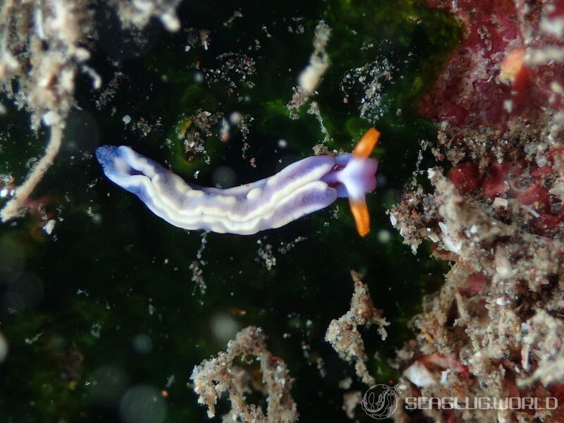 スイートジェリーミドリガイ Thuridilla albopustulosa